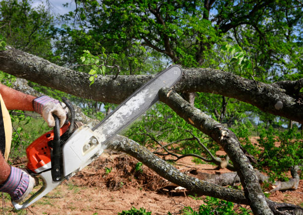 Reliable Herrin, IL Tree Services Solutions